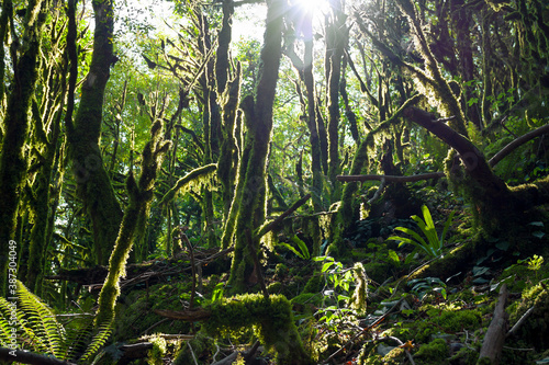 landscape with forest jungle trees