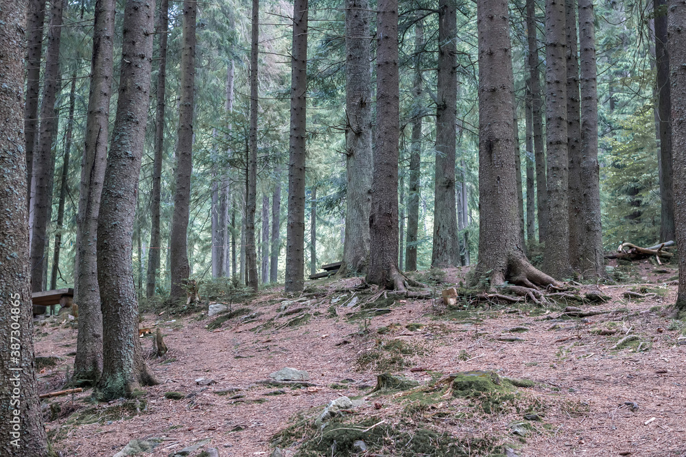 Green mountain forest makes the air clean and gives health to people. The concept of untouched human wildlife. Green mountain forest makes the air clean and gives health to people. The concept of untouched human wildlife.