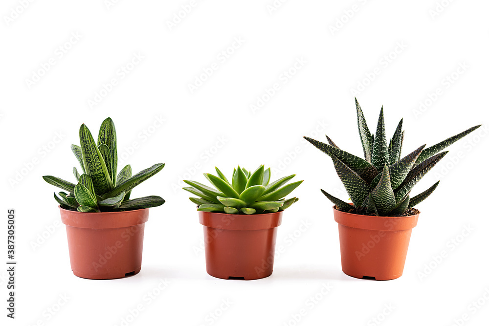Succulents isolated on a white background. Succulents plant in a pot