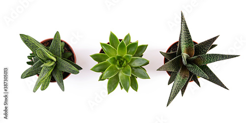 Fototapeta Naklejka Na Ścianę i Meble -  Succulents isolated on a white background. Succulents plant in a pot