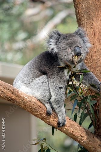 Fototapeta Naklejka Na Ścianę i Meble -  the koala has grey and white fur with a big black nose