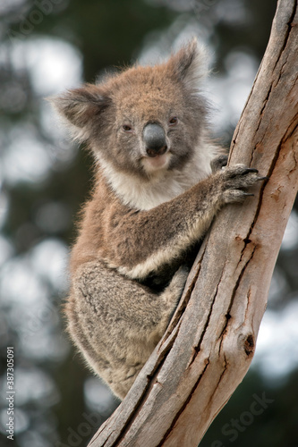 the joey koala is climbing a tree
