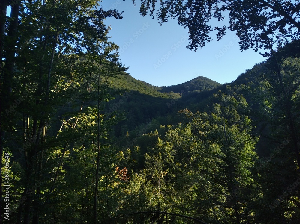 forest in the mountains