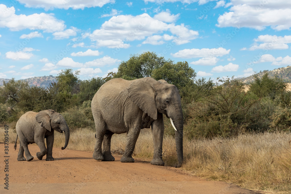 Fototapeta premium Mother with baby of African Elephant in Pilanesberg Game reserve. South Africa wildlife safari.