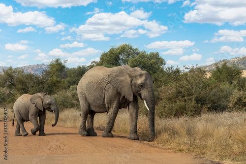 Mother with baby of African Elephant in Pilanesberg Game reserve. South Africa wildlife safari. © ArtushFoto