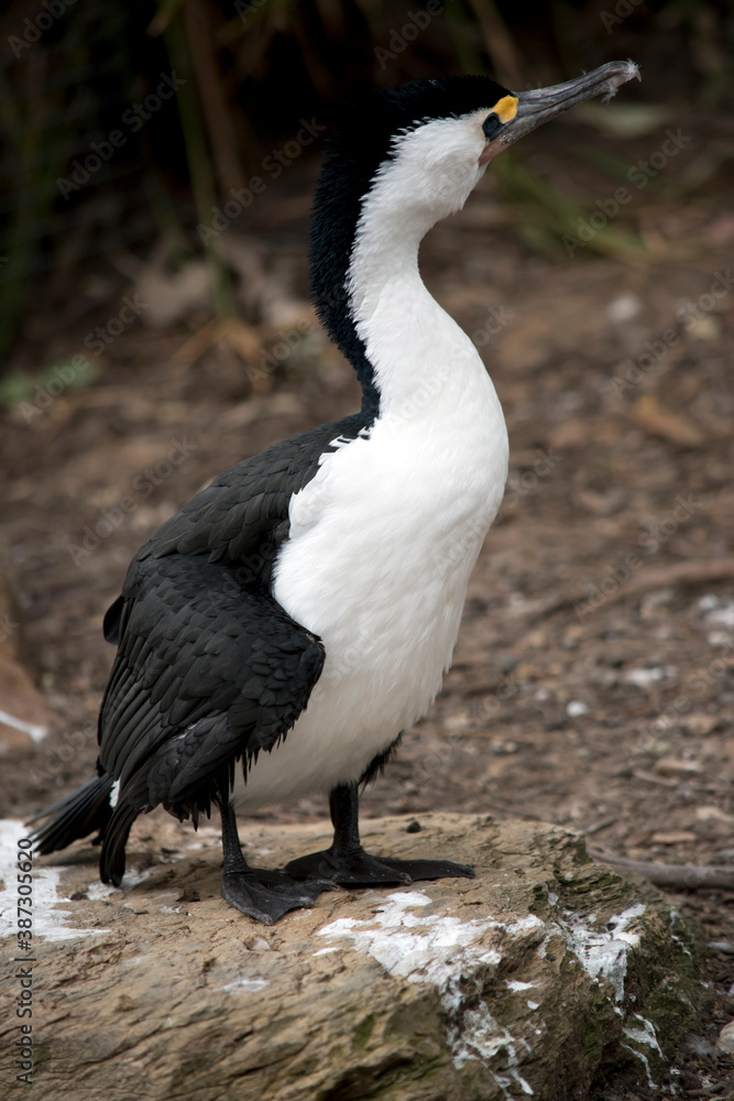 the pied cormorant is standing on a rock the pied cormorant is standing on a rock