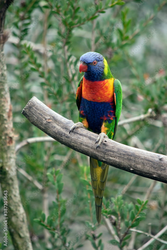 the rainbow lorikeet is perched on a tree branch the rainbow lorikeet is perched on a tree branch
