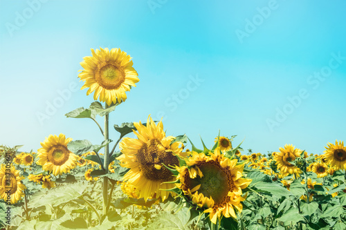 Natural background with flowers of beautiful sunflowers