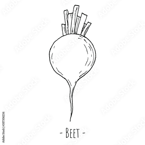 Beetroot. Vector illustration. Isolated on white. Hand-drawn style.