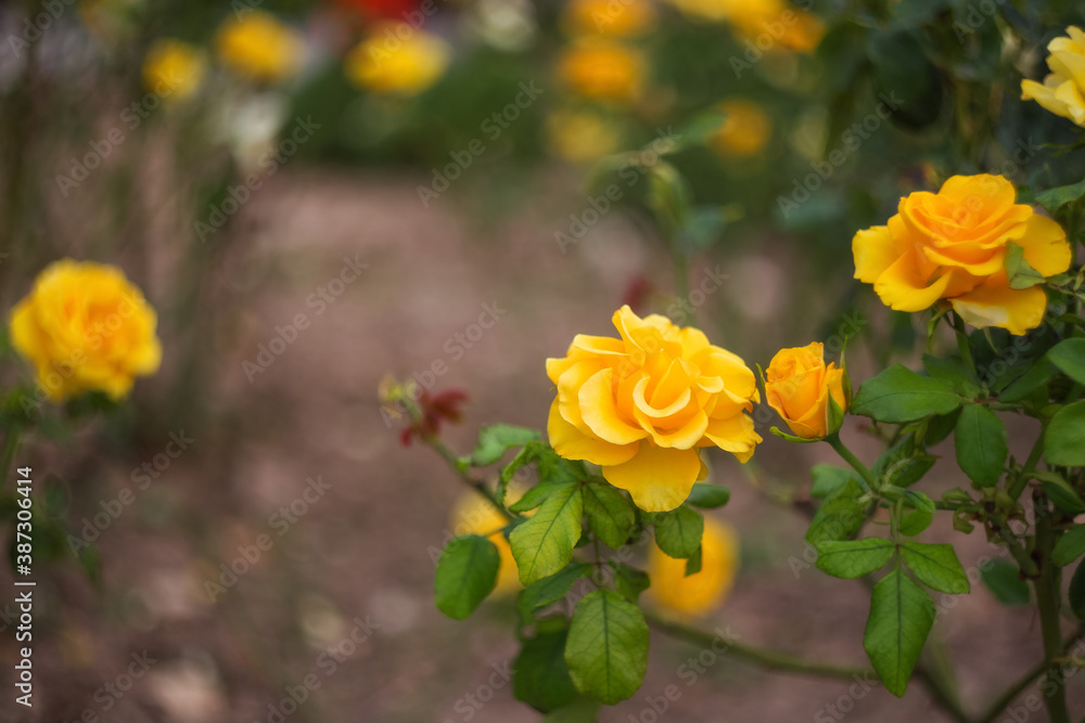 Rose yellow close-up on a blurry background with a copy of the text space. A beautiful rose of yellow color blooms in the garden. Beautiful bokeh. Rose yellow close-up on a blurry background with a copy of the text space. A beautiful rose of yellow color blooms in the garden. Beautiful bokeh.