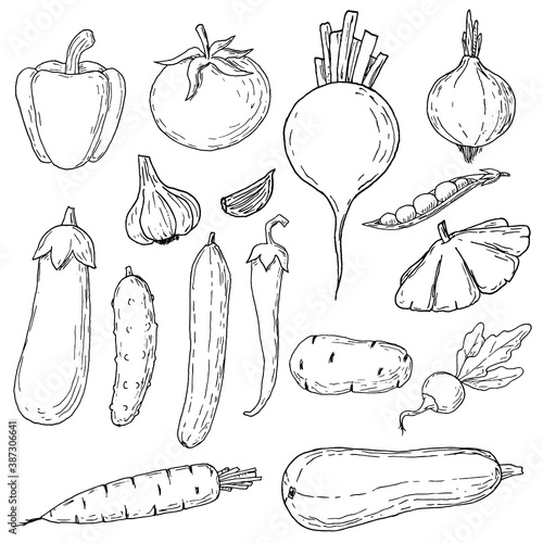 Vegetables set. Vector cartoon illusrations. Isolated objects on white. Hand-drawn style. photo