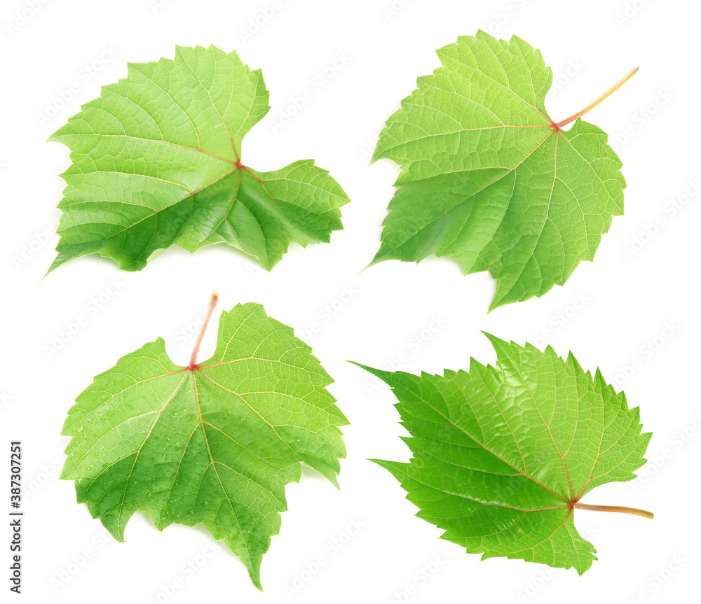 Set of green grape leaves on white background Set of green grape leaves on white background
