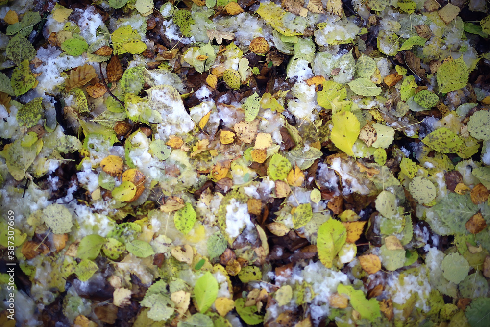 fallen leaves autumn abstract background, yellow leaves, october in the park, seasonal design fallen leaves autumn abstract background, yellow leaves, october in the park, seasonal design