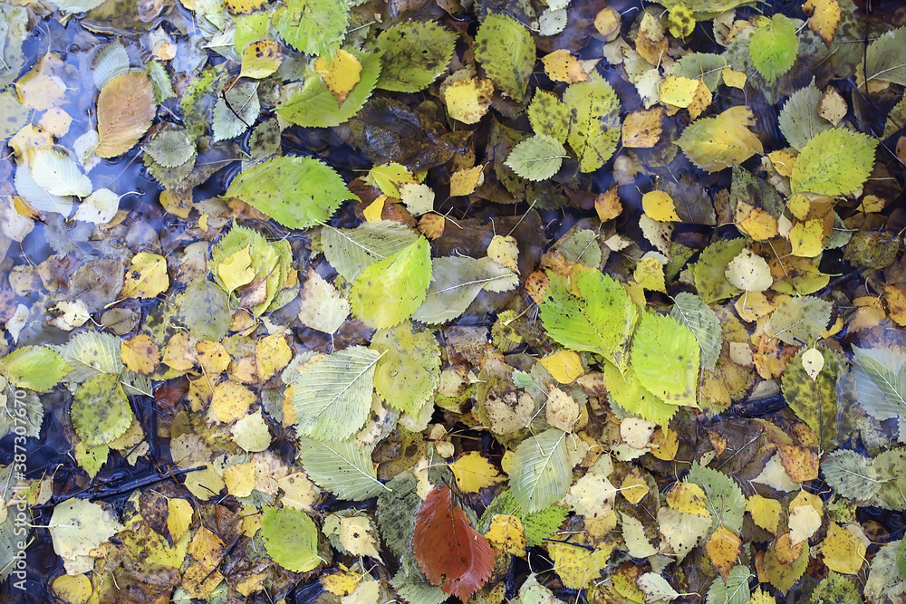 fallen leaves autumn abstract background, yellow leaves, october in the park, seasonal design fallen leaves autumn abstract background, yellow leaves, october in the park, seasonal design