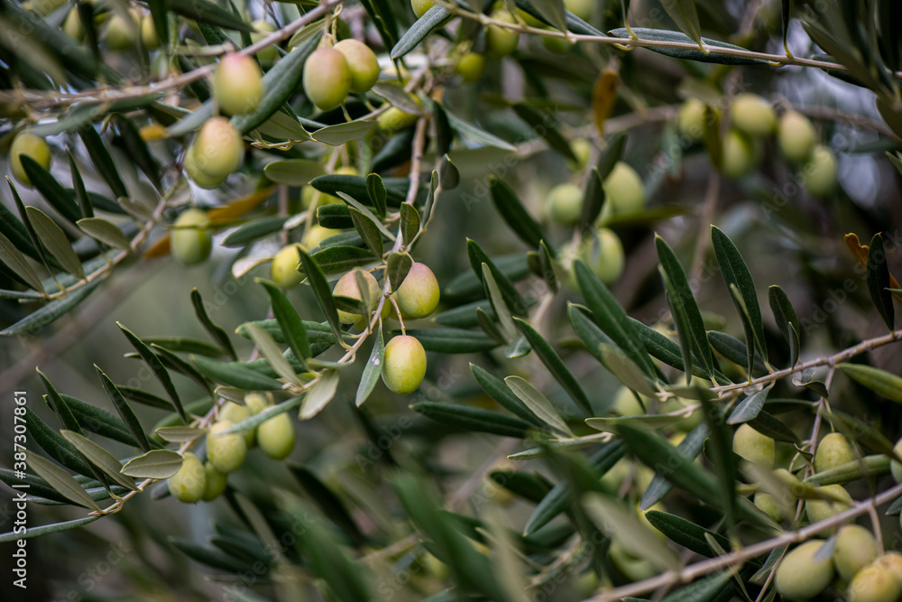 Olivo, aceitunas, aceite, recogida, olivas, trujal
