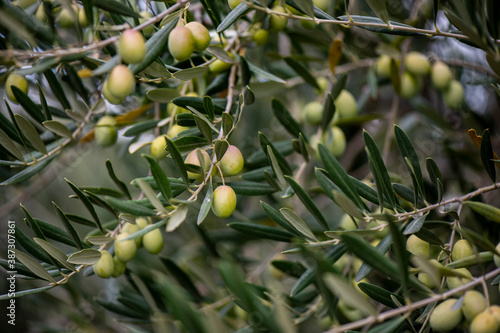 Olivo, aceitunas, aceite, recogida, olivas, trujal