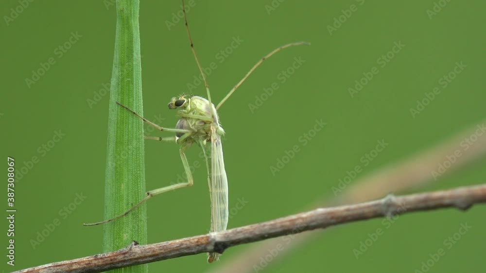 Forest mosquito sitting on green grass. Macro view insect in wildlife Forest mosquito sitting on green grass. Macro view insect in wildlife