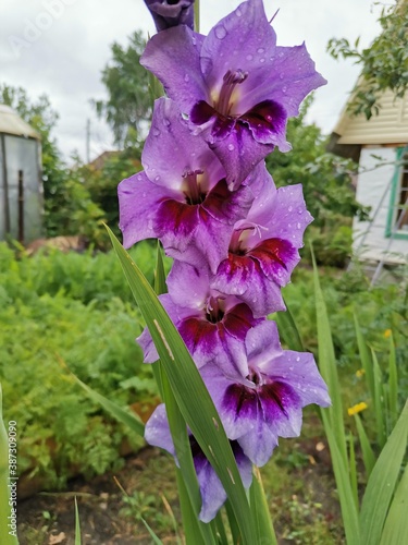 iris in the garden