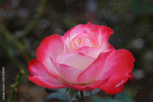 rose flower in the garden