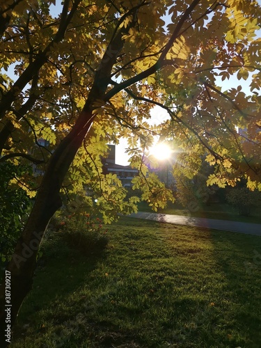 autumn in the park