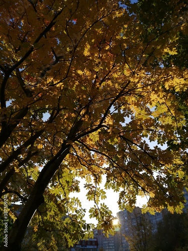 autumn in the park