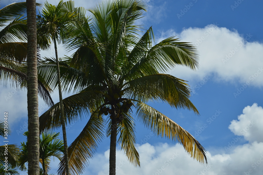 Fototapeta premium coconut trees
