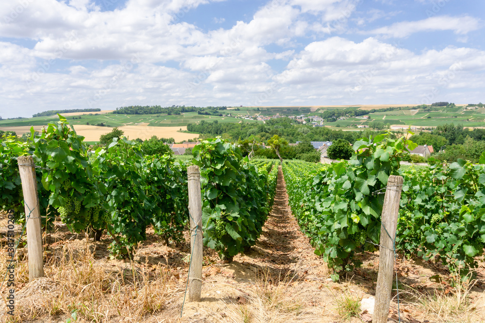 Row vine grape in champagne vineyards at montagne de reims countryside village background, Reims, France