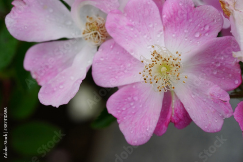rose flower in the garden