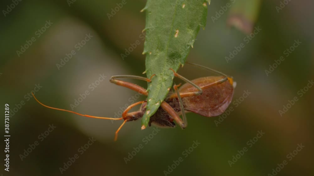 A Common Assassin Bug Clinging On Aloe Vera Leaf - Pristhesancus Plagipennis In Australia - close up A Common Assassin Bug Clinging On Aloe Vera Leaf - Pristhesancus Plagipennis In Australia - close up