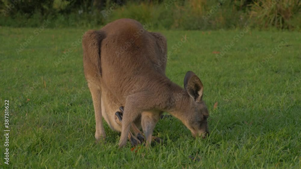 Eastern Grey Kangaroo Mother With Joey On Pouch Eating Grass On The Lush Field - Macropus giganteus Scratching Body- Gold Coast, QLD, Australia. - close up shot Eastern Grey Kangaroo Mother With Joey On Pouch Eating Grass On The Lush Field - Macropus giganteus Scratching Body- Gold Coast, QLD, Australia. - close up shot