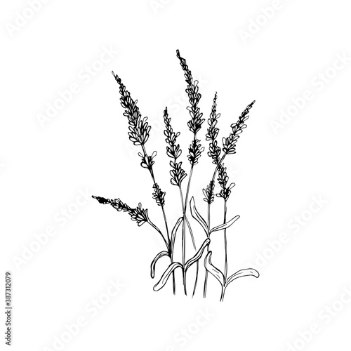 Beautiful vector hand drawn lavender herb Illustration. Detailed retro style images. Vintage sketch element for labels, packaging and cards design.