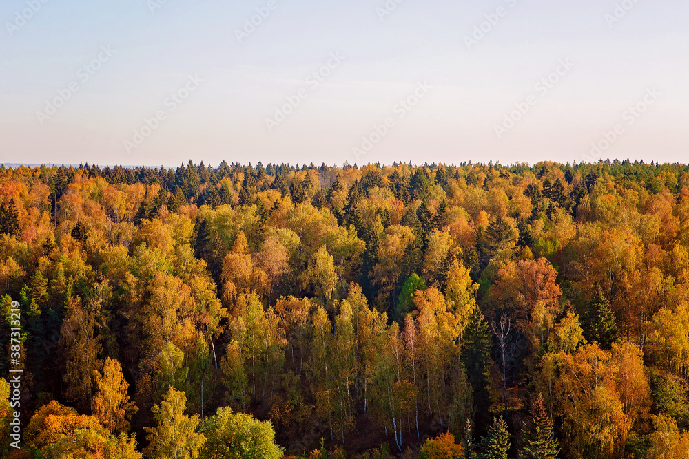 Yellow autumn forest top view