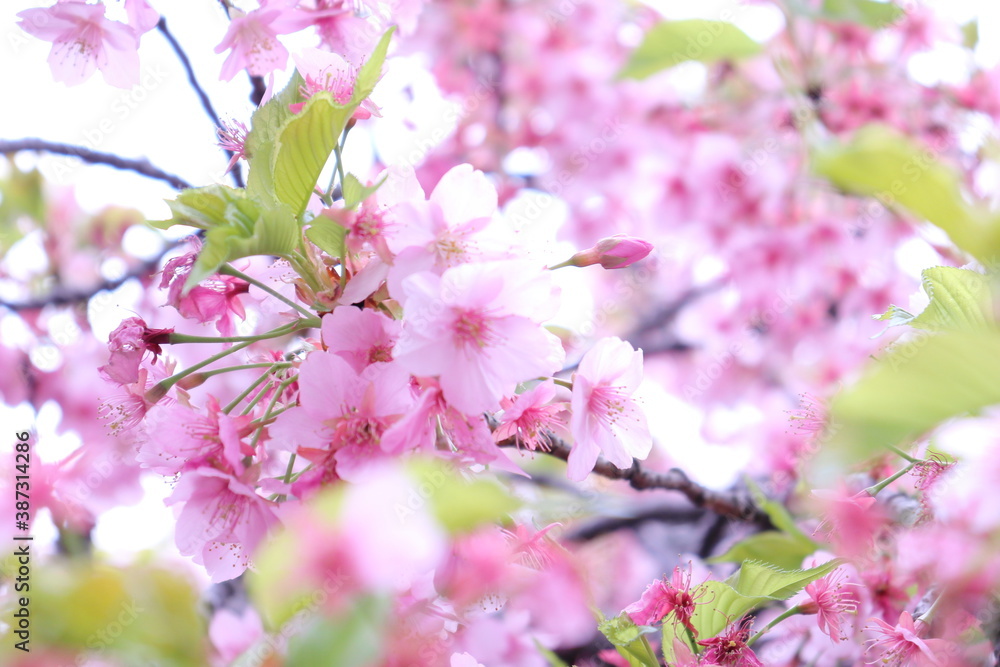 河津桜