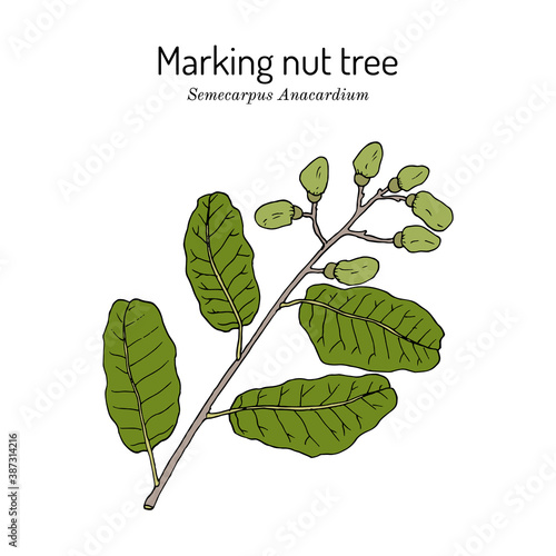 Marking nut tree Semecarpus anacardium , medicinal plant