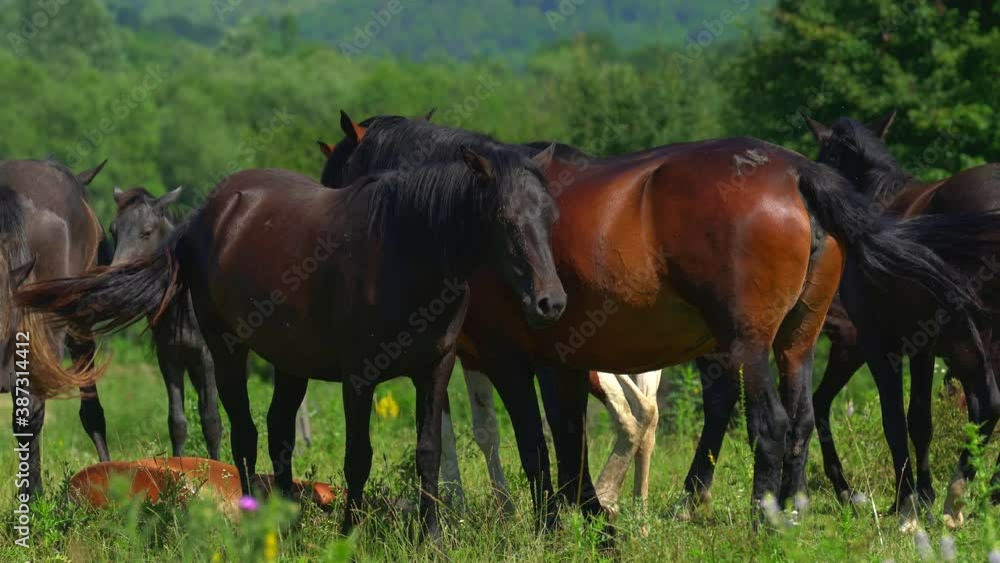 Many beautiful horses graze in the meadow near the farm. One animal lies on the grass. Annoying insects and flies interfere horse stay still. Slow vertical panorama. Wild animal life. Many beautiful horses graze in the meadow near the farm. One animal lies on the grass. Annoying insects and flies interfere horse stay still. Slow vertical panorama. Wild animal life.