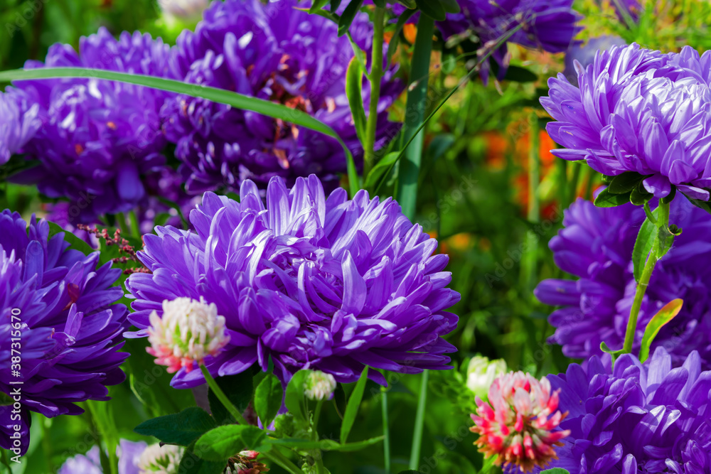 Obraz premium Flowers are purple annual asters, illuminated by the sun, close-up. Selective focus.