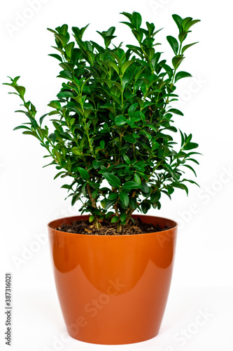 a bush of buxus in a pot isolated on white background, houseplant, interior decor