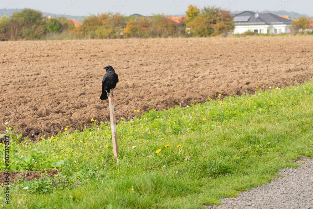 Fototapeta premium A carrion crow sits on a wooden stake at the edge of a field