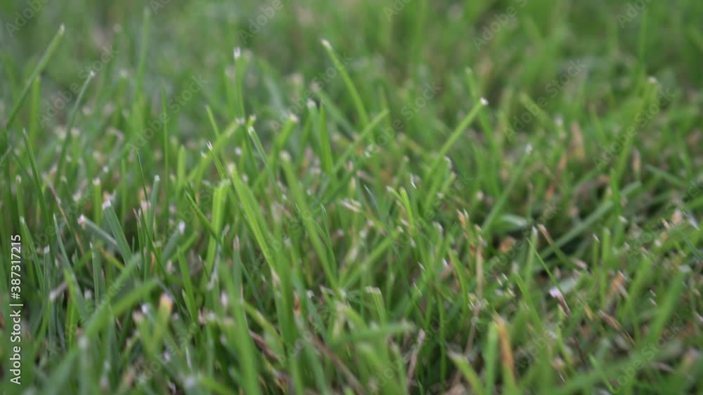 Green grass, close-up. Lawn and field of grass, beautiful natural background Green grass, close-up. Lawn and field of grass, beautiful natural background