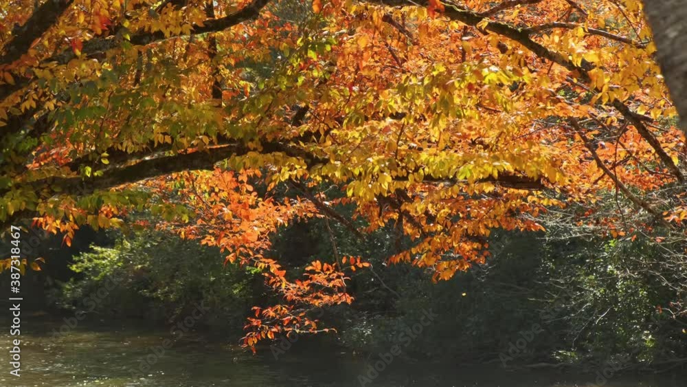 Gentle breeze of fall leaves falling into a river Gentle breeze of fall leaves falling into a river