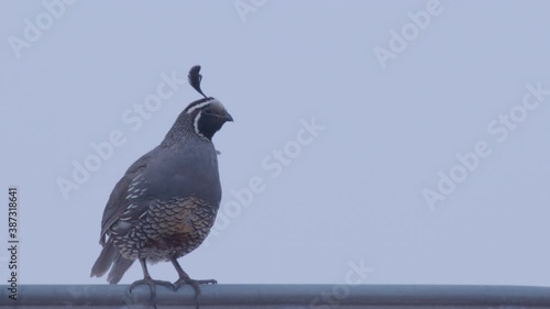 Close up of male California Quail looking around in slow motion photo