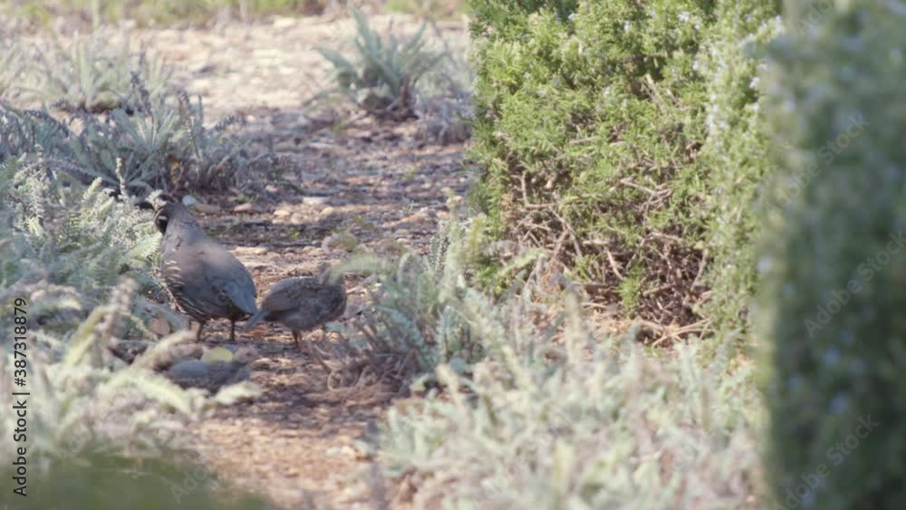 Male California Quail and his baby chicks looking for food in slow motion Male California Quail and his baby chicks looking for food in slow motion