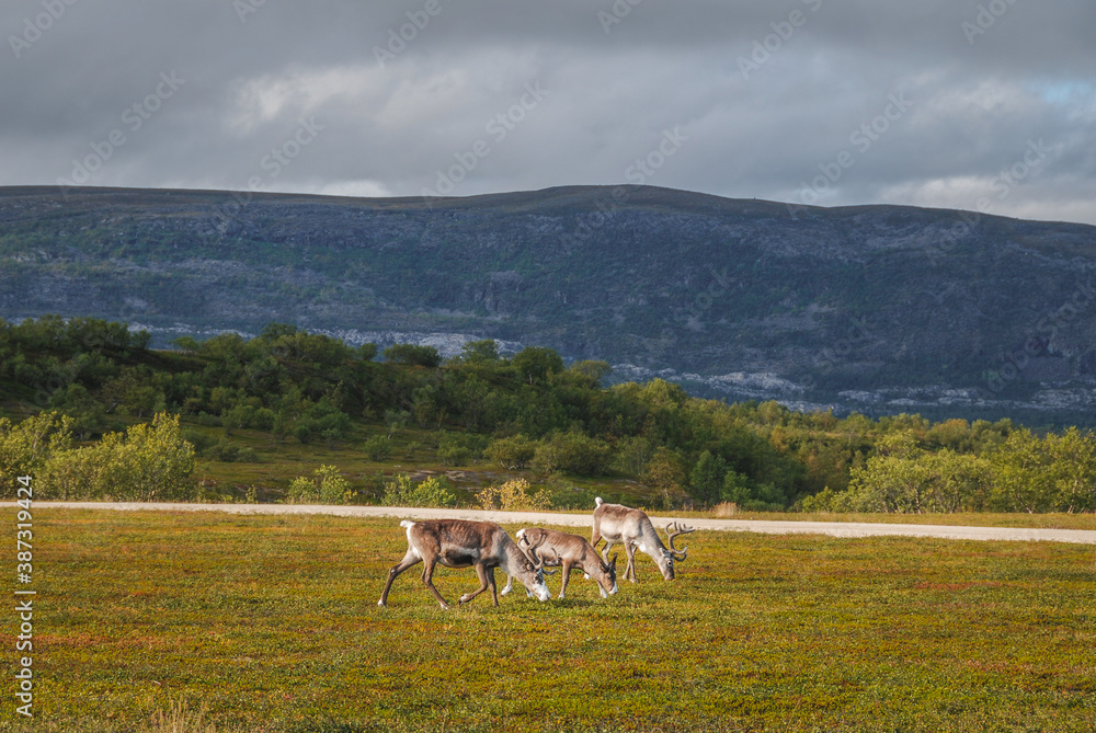 A reindeer family grazing in a wilderness of northern Norway