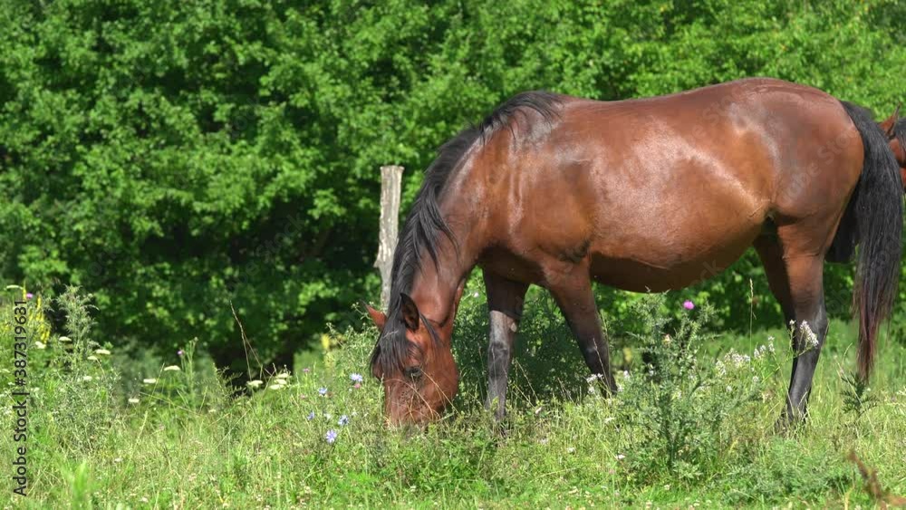 Family of brown horses graze on the meadow. Big individual eats the grass but many insects interfere to her. Young stallion follow behind her mother. Beautiful animals. Near farm. Wild nature concept. Family of brown horses graze on the meadow. Big individual eats the grass but many insects interfere to her. Young stallion follow behind her mother. Beautiful animals. Near farm. Wild nature concept.