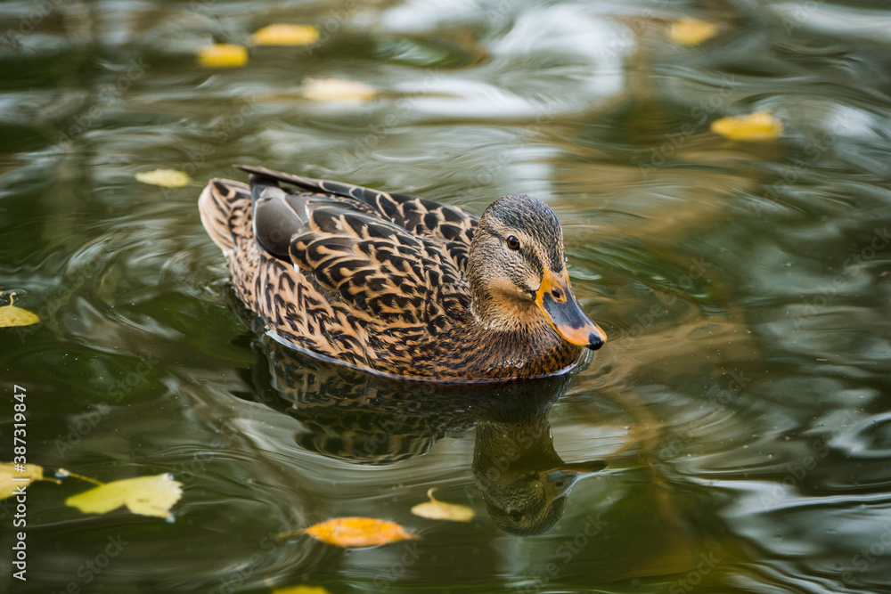 Ducks on the lake in autumn morning. Selective focus. Ducks on the lake in autumn morning. Selective focus.