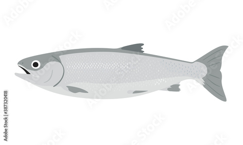 銀鮭のイラスト。お腹がふっくらしてるメスの鮭。