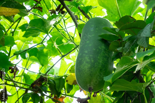 close-up Winter melon hanging at tree with green leaf. or White gourd, Winter gourd, Ash gourd.