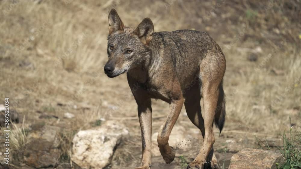 Nervous wolf walking and looking to the front Nervous wolf walking and looking to the front