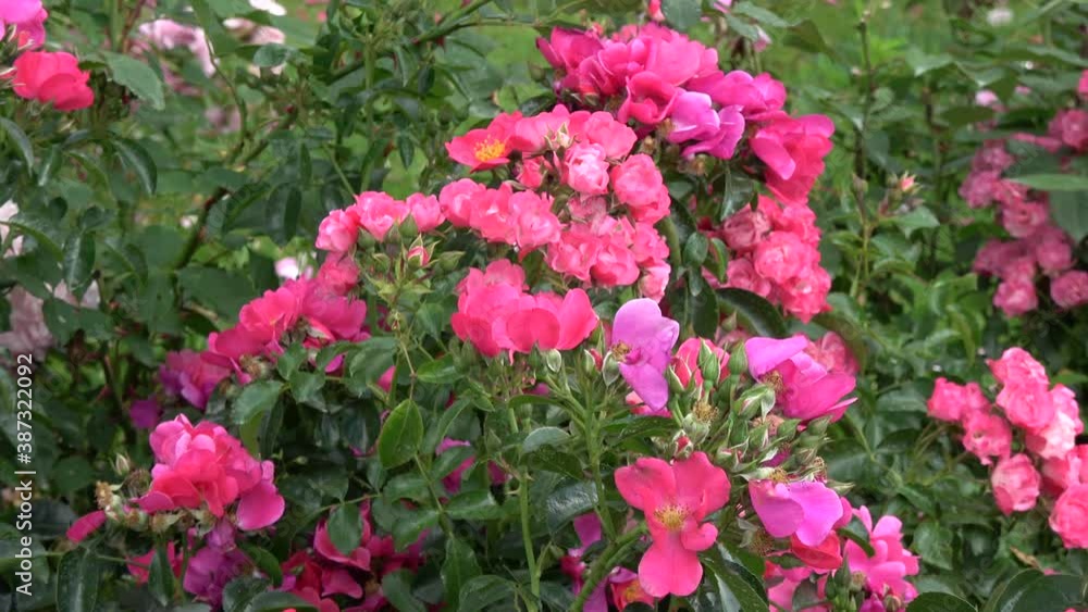 Beautiful roses in old manor park and wind Beautiful roses in old manor park and wind