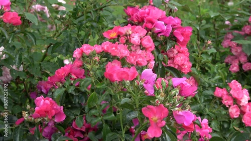 Wallpaper Mural Beautiful roses in old manor park and wind Torontodigital.ca